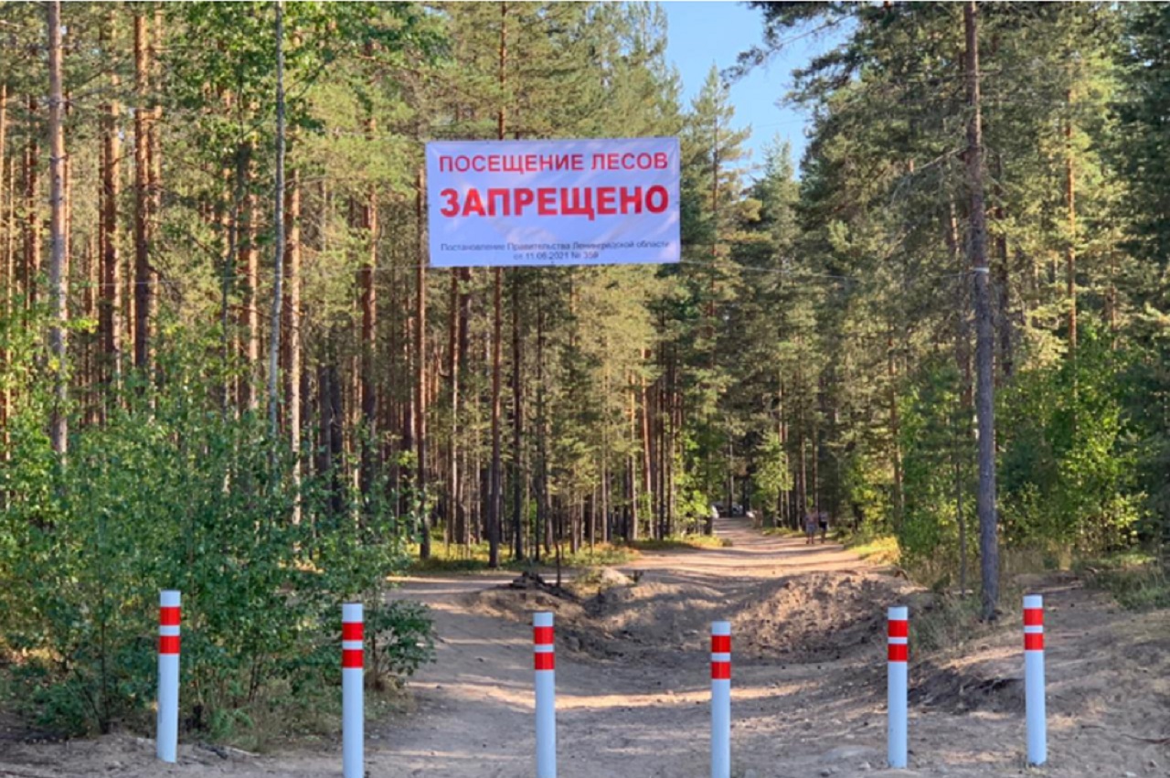 Запрет на посещение лесов. Посещение лесов ограничено. Посещение лесов запрещено. Пожарный режим в Ленинградской области Приозерского района. Леса Ленинградской области пропадают люди.