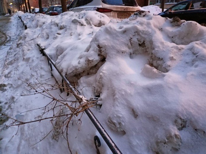 Зеленые насаждения пострадали от халатной уборки снега коммунальными службами Петербурга